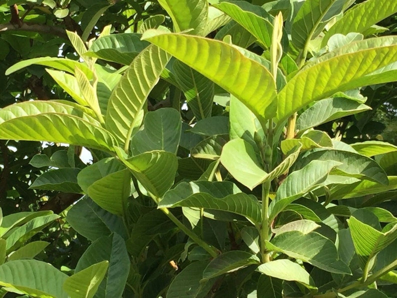 100% Organic Guava Leaves Fresh Green Dried Psidium Guajava Leaf Best Natural Herbal Guava Tea