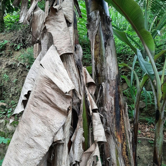 Organic Dried Plantain Leaves