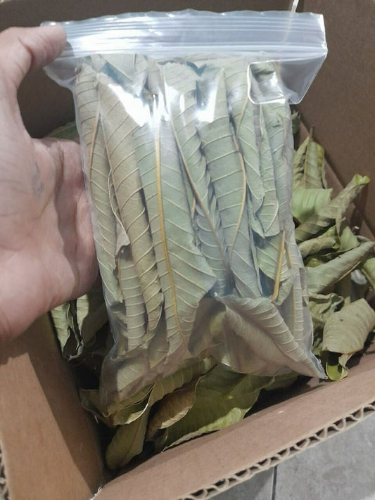 100% Organic Guava Leaves Fresh Green Dried Psidium Guajava Leaf Best Natural Herbal Guava Tea